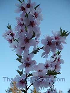 Almond Blossoms against Blue Sky