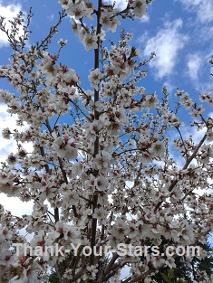 Almond Blossoms against Clouds and Blue Sky