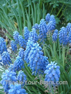 Blue Grape Hyacinth