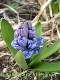Blue hyacinth flower buds.