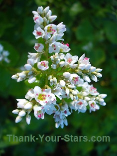 Buckwheat Flowers in Bloom