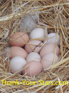 10 Light Brown Large Eggs in a Buff Orpington Communal Nest