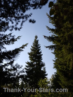 Christmas Tree Outlined by Evergreens