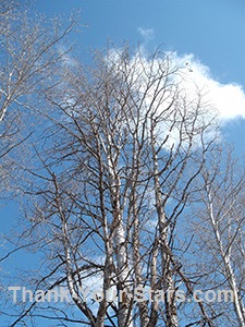 Bare cottonwood trees against blue sky in early spring.
