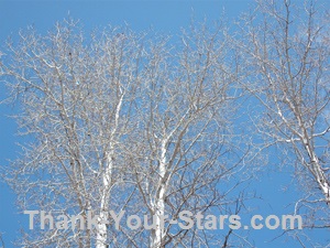 Bare cottonwood trees against blue sky with white clouds in early spring.