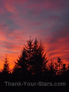Evergreen Trees Backlit by Red Sunset