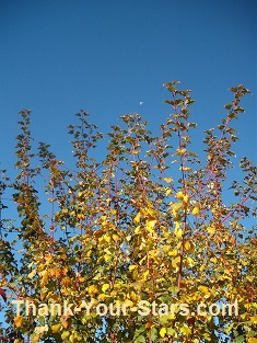 Fall Leaves, Moon and Blue Sky