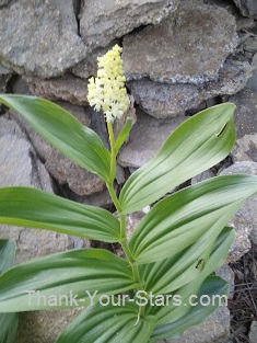 False Solomon Seal Flower in Bloom