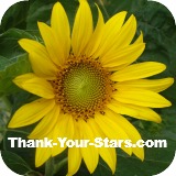 Thumbnail of bright yellow sunflower against dark blue sky