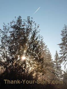 Fog Lifting with Sun Showing through Trees and Bushes