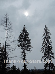 Dimmed Sun in Gray Clouds behind 3 Tall Trees
