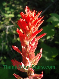 Indian Paintbrush Flower