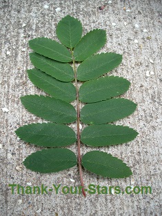 Leaf on Pavement