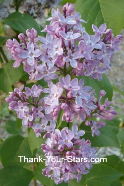 Light Purple Lilacs as 6-pointed Star