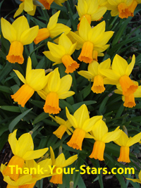 Lots of small daffodils in full bloom