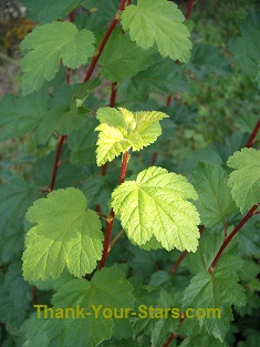 Mallow Nine Bark Leaves and Red Bark