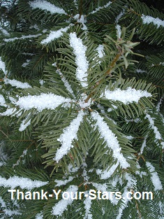 Natural Star of Snow on Evergreen Tree