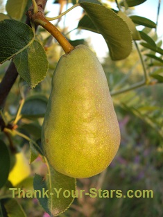 Pear in Tree