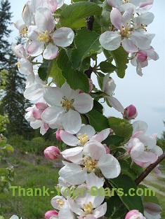 Pink Apple Blossoms in Spiral