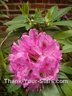 Pink Rhododendrum Flower by Brick Wall 235 x 313