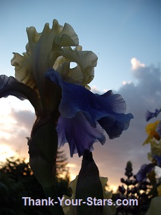 Purple and Yellow Iris against Sunset Sky