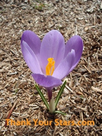 Early spring purple crocus flower in full bloom