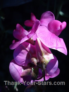 Purple Sweet Pea Flower on Black Background