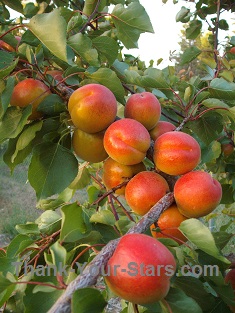 Red Blushed Apricots