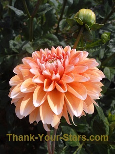 Salmon-Colored Dahlia