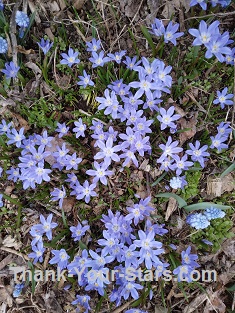 Small Blue 6 Petal Flowers in Mary Garden