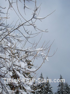 Snow on Bush Branches with Gray Sky