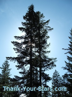 Stand of Evergreen Trees in Blue Sky backlit by the Sun