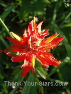 Star-Shaped Red Indian Paintbrush Flower