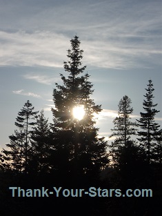 Sun Setting behind Trees