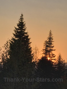 Sun Setting in Evergreen Trees