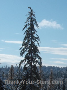 Tall Tree in Forest against Blue Sky and Clouds