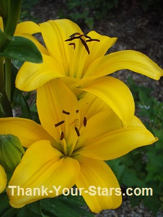 Two Yellow Lily Blooms Closeup