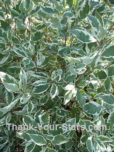 Variegated Leaf Red Dogwood