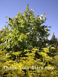 Walnut Trees and Parsnips in Bloom with Blue Sky