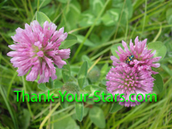 Photo Image of Wild 3-Leaf Red Clover Blossoms