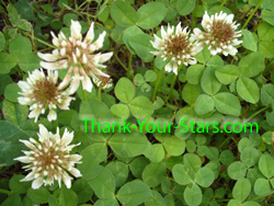 Photo Image of Wild 3-Leaf White Clover Blossoms