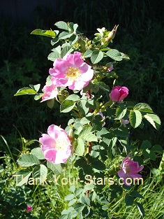 Wild Pink Rose Bush on Dark Background