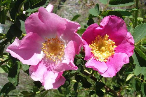Detailed photo of the inside and 5 petals of 2 wild pink roses in full bloom