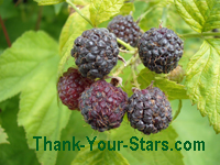 Image of Wild Ripe Black Raspberries on the Bush