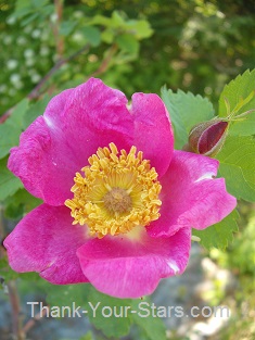 Wild Rose and Blossom