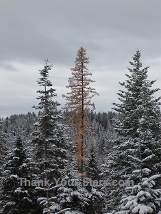 Winter Forest Tree Mix