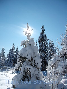 Winter Scene - Blue Sky and Sunlit Trees in Deep Snow