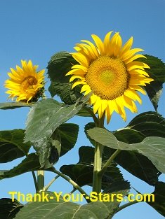 2 Sunflowers against Blue Sky