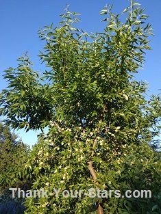 Almond Tree bearing Nuts