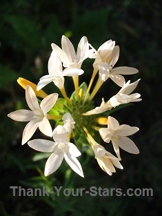 Angel Crown Collomia Grandiflora
